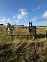 Two horses standing calmly on a green grassy field under the sunlight. The scene conveys peace, rural life, and the beauty of nature on a clear sunny day.