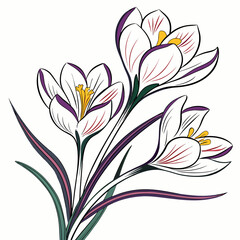vector illustration of white tulip flowers