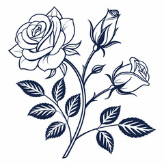 vector illustration of  white rose flowers