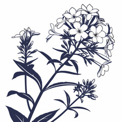  white phlox flowers with leaves