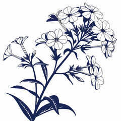 floral background with  white phlox flowers