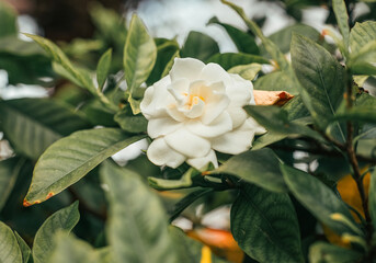 A delicate white flower gardenia blooms amidst glossy green leaves, creating a striking contrast....