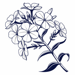 hand drawn  white phlox flowers