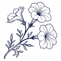 vector illustration of a white petunia flowers