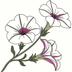 vector illustration of white petunia flowers