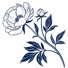 vector illustration of white peony flowers