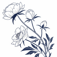 floral background with white peony flowers