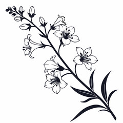 black and white white angelonias