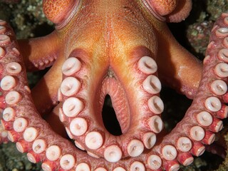 Underwater close-up of octopus tentacles with suction cups, ultra-detailed textures, vibrant color contrasts, Ai Generate.