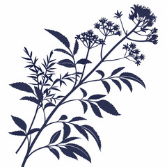 black and white water hyssops