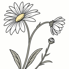vector illustration of  common daisies