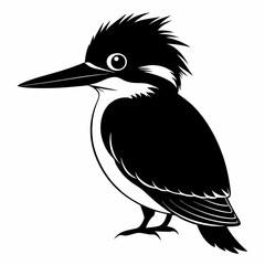 Belted Kingfisher silhouette black color bird on white background
