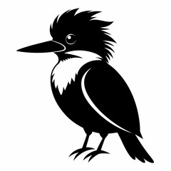 Belted Kingfisher silhouette black color bird on white background