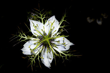 Fleur blanche en gros plan de Nigelle de Damas