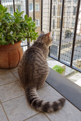 Tabby cat sitting on balcony and looking away through net while observing city