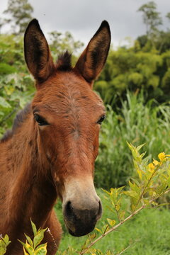 Cabeza de mula marr&oacute;n en campo natural
