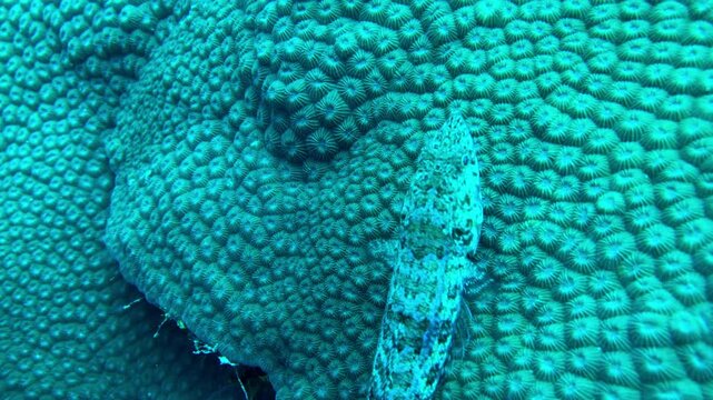 underwater close up view of lizard fish