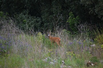 beautiful deer in the forest