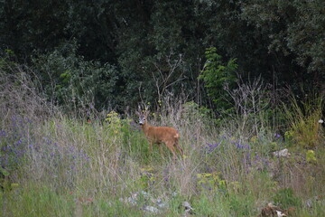 beautiful deer in the forest