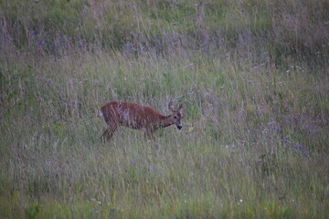 red deer on the meadow