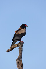 a bateleur eagle perched on a dead tree