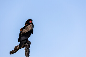 a bateleur eagle perched on a dead tree