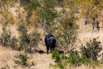A cape buffalo  in between the bushes