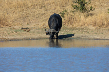 African buffalo drinking water in the waterhole
