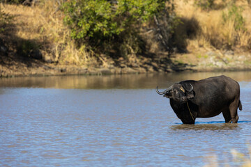 African buffalo drinking water in the waterhole