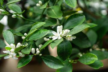 Blooming citrus calamondin tree with fragrant scented flowers at home. Flowering houseplant...