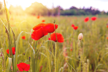 Naklejka premium Red poppies in a meadow, cloudy sky and sunlight. Summer landscape.
