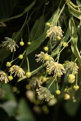 small yellow flowers of linden tree in june month