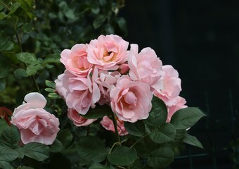 pretty,colorful roses in park close up