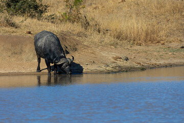 African buffalo drinking water in the waterhole