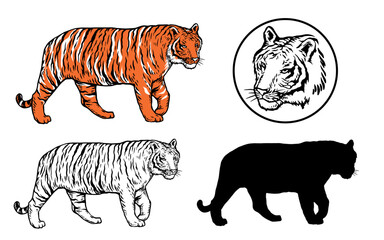Fototapeta premium set of tiger vector illustration