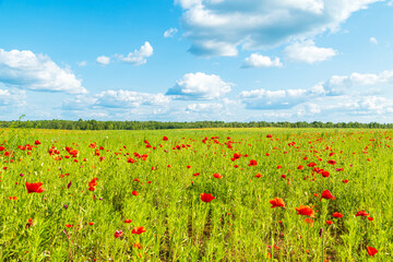 Red poppies in a meadow, cloudy sky and sunlight. Summer landscape.