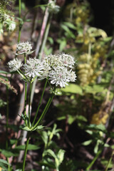 white flowers of Astrantia major plant - Umbelliferae Family