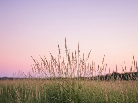 
Nat&uuml;rliche Umgebung mit hohen Gr&auml;sern im Vordergrund. Weicher pastellfarbener Himmel mit Farbverlaufseffekt. Minimalistisches Design mit Schwerpunkt auf der organischen Sch&ouml;nheit des Grases.