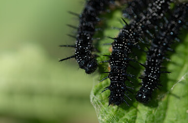 Close-up of black caterpillars of the peacock moth sitting on stinging nettles. There is space for text in the green background.