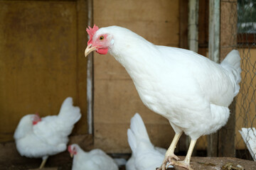 Portrait of white curious chicken hen in chicken coop looking at camera, rural scene. Livestock and farming.