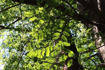 green foliage of Metasequoia Glyptostboides tree -Taxodiaceae Family