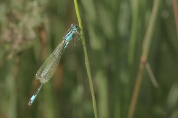 Blue damselfly perching on green grass stem in nature