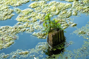 Green plant growing on old wooden pole in polluted water with algae