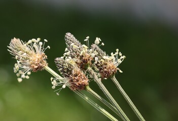 flowers of blossoming plantago Lanceolate wild plant