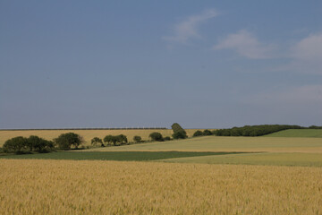 A field of wheat