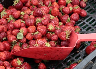 red,sweet strawberries close up