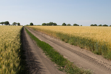 A dirt road through a field
