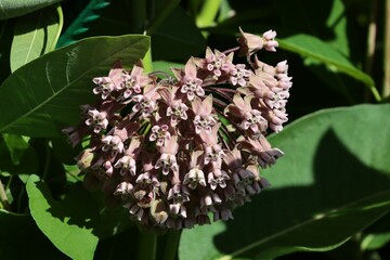 flowers and buds of Asclepias syriaca plant at spring
