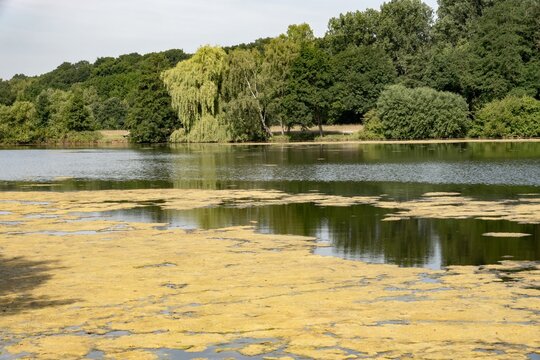 Filamentous algae growing on pond surface creating eutrophication effect