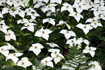 white tetrapetaleus flowers of Cornus Kousa tree at spring